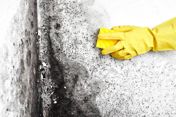 Forensic Mold Investigation in Barron, WI