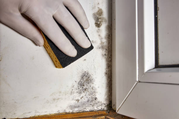Best Crawl Space Mold Remediation  in Barron, WI