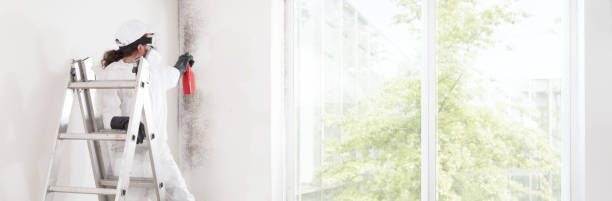 Best Basement Mold Removal  in Barron, WI